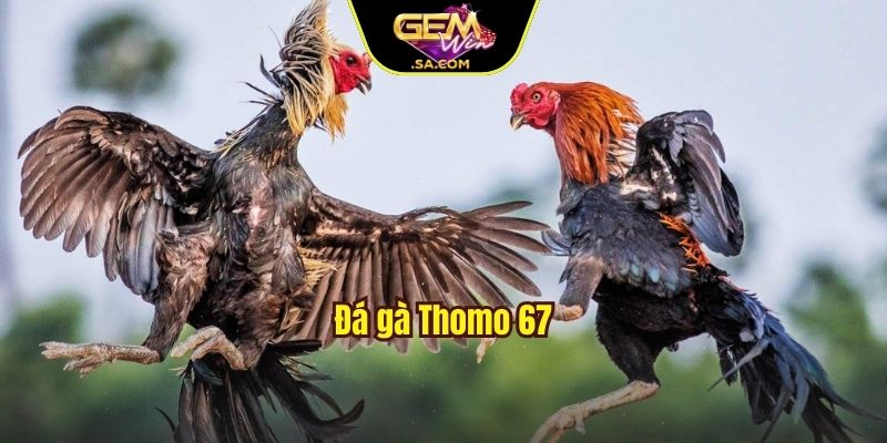 Đá gà Thomo 67